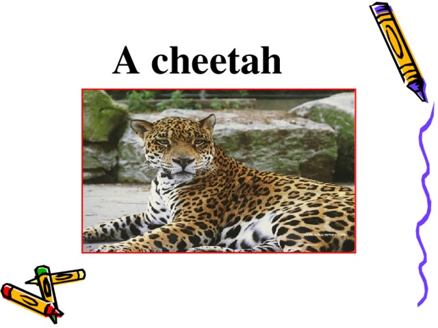 A cheetah