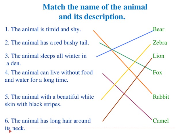 Match the name of the animal and its description.  1. The animal is timid and shy. 2. The animal has a red bushy tail. Bear 3. The animal sleeps all winter in  a den. Zebra 4. The animal can live without food and water for a long time. Lion Fox 5. The animal with a beautiful white skin with black stripes. Rabbit 6. The animal has long hair around its neck. Camel