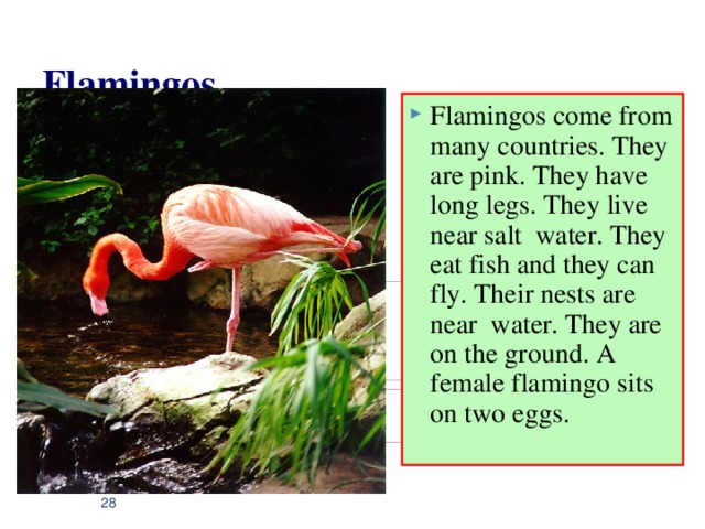 Flamingos Flamingos come from many countries. They are pink. They have long legs. They live near salt water. They eat fish and they can fly. Their nests are near water. They are on the ground. A female flamingo sits on two eggs.