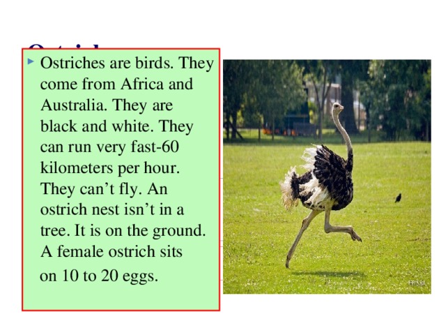 He to run very fast too. Страус перевод на английский язык. Ostrich перевод с английского. Животные Индии английский язык 5 класс. The Bird can-t Fly. It Runs very fast.