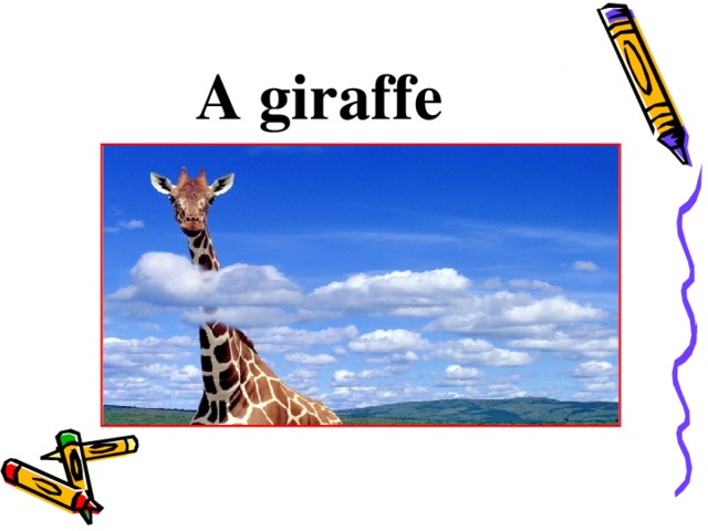 A giraffe