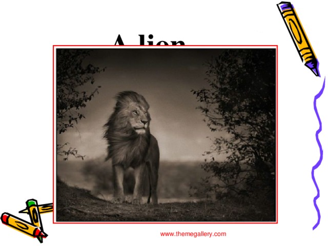 A lion www.themegallery.com