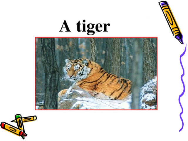 A tiger