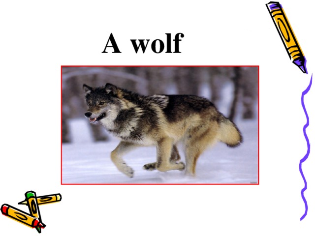 A wolf