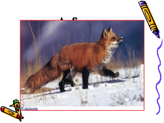 A fox