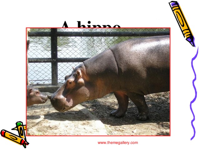 A hippo www.themegallery.com