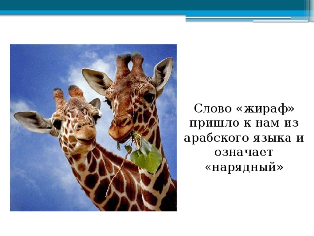 Слово «жираф» пришло к нам из арабского языка и означает «нарядный»