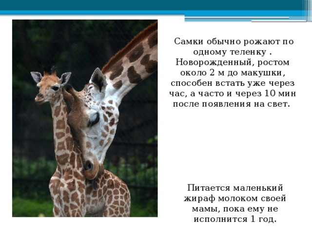 Самки обычно рожают по одному теленку . Новорожденный, ростом около 2 м до макушки, способен встать уже через час, а часто и через 10 мин после появления на свет. Питается маленький жираф молоком своей мамы, пока ему не исполнится 1 год.