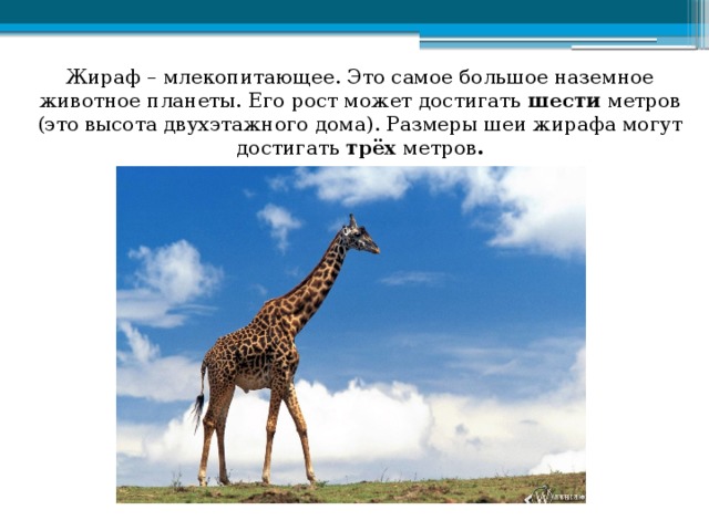 Жираф – млекопитающее. Это самое большое наземное животное планеты. Его рост может достигать шести метров  (это высота двухэтажного дома). Размеры шеи жирафа могут достигать трёх метров .