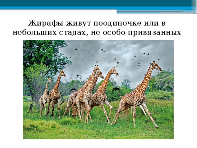 Жирафы живут поодиночке или в небольших стадах, не особо привязанных друг к другу.