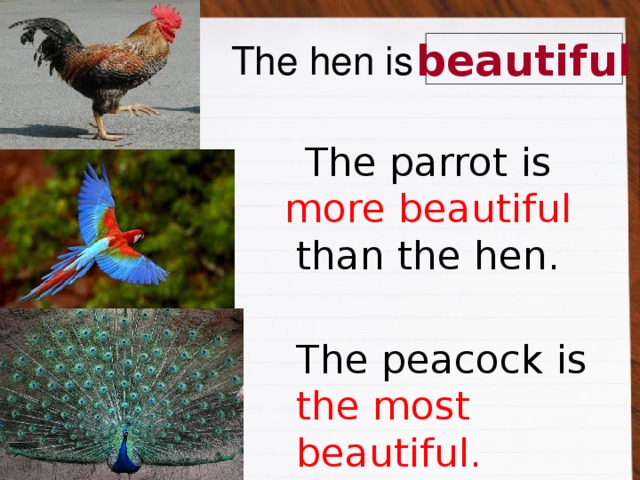 The parrot is more beautiful  than the hen. The hen is beautiful The peacock is the most beautiful.