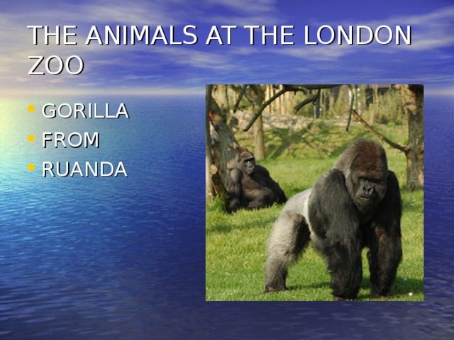 THE ANIMALS AT THE LONDON ZOO