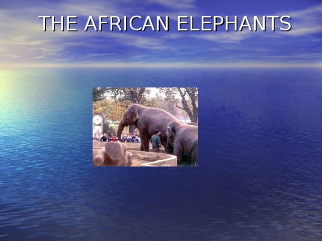 THE AFRICAN ELEPHANTS