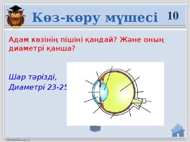 10 Көз-көру мүшесі Адам көзінің пішіні қандай? Және оның диаметрі қанша? Шар тәрізді, Диаметрі 23-25 см