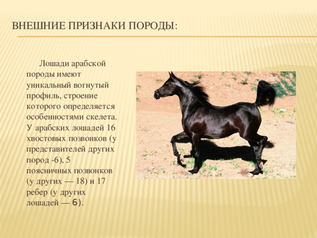 Внешние признаки породы:    Лошади арабской породы имеют уникальный вогнутый профиль, строение которого определяется особенностями скелета. У арабских лошадей 16 хвостовых позвонков (у представителей других пород -6), 5 поясничных позвонков (у других — 18) и 17 ребер (у других лошадей — 6).