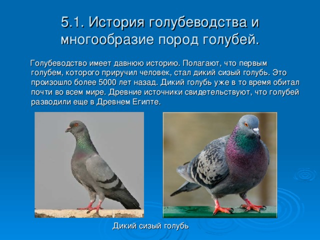 5.1. История голубеводства и многообразие пород голубей.  Голубеводство имеет давнюю историю. Полагают, что первым голубем, которого приручил человек, стал дикий сизый голубь. Это произошло более 5000 лет назад. Дикий голубь уже в то время обитал почти во всем мире. Древние источники свидетельствуют, что голубей разводили еще в Древнем Египте. Дикий сизый голубь