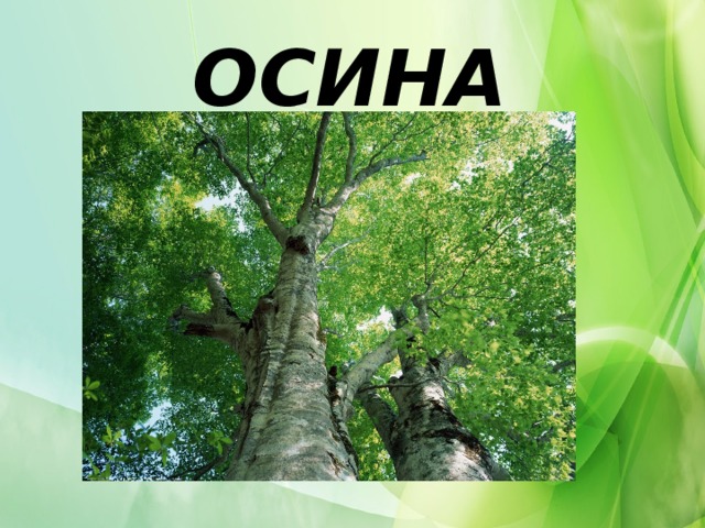 ОСИНА