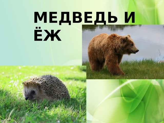 МЕДВЕДЬ И ЁЖ