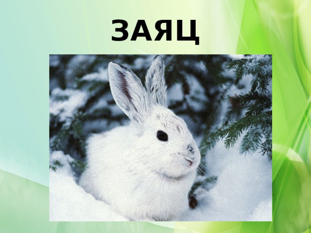 ЗАЯЦ