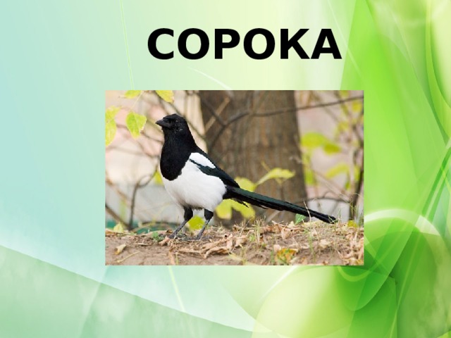 СОРОКА