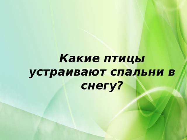 Какие птицы устраивают спальни в снегу?