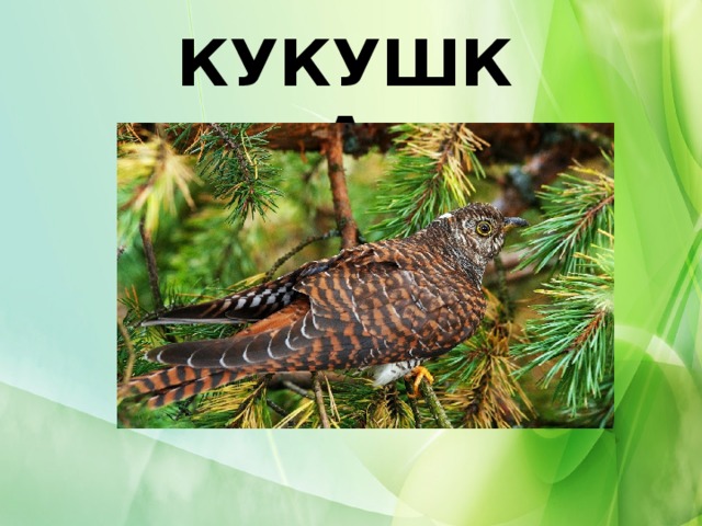 КУКУШКА