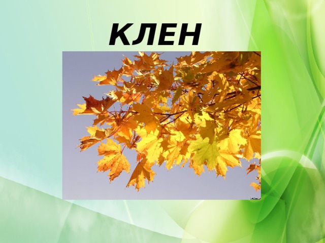 КЛЕН