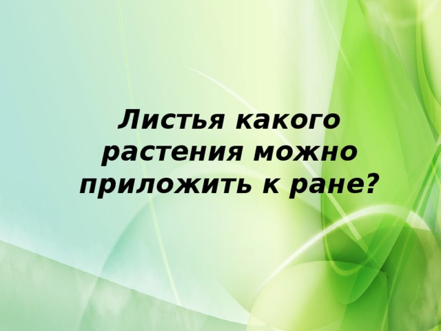 Листья какого растения можно приложить к ране?