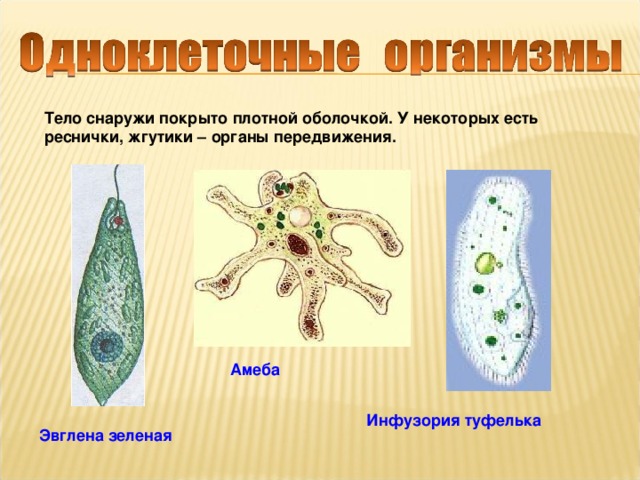 Одноклеточным организмом не является. Одноклеточные. Одноклеточные организмы. Строение одноклеточных. Представители одноклеточных животных.