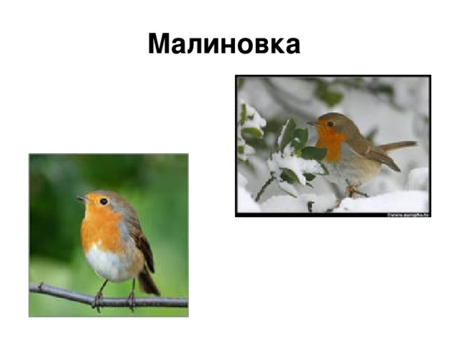 Малиновка