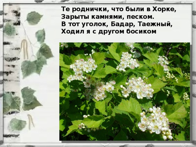 Те роднички, что были в Хорке, Зарыты камнями, песком. В тот уголок, Бадар, Таежный, Ходил я с другом босиком