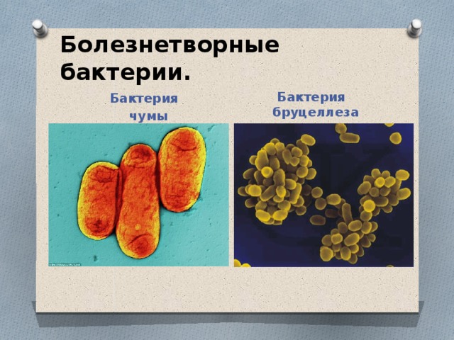 Болезнетворные бактерии. Бактерия бруцеллеза Бактерия  чумы