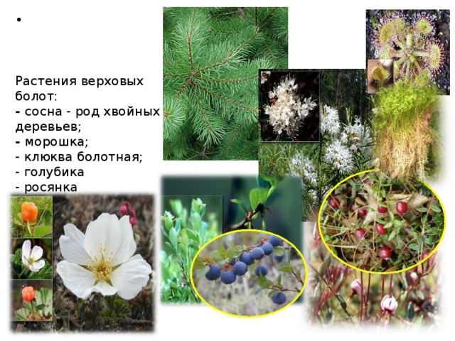 Растения верховых болот. Растения болот России. Типичные растения верховых болот. Растительный мир верховых болот. Растения на болоте фото с названиями.