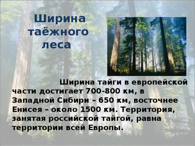 Ширина таёжного леса  Ширина тайги в европейской части достигает 700-800 км, в Западной Сибири – 650 км, восточнее Енисея – около 1500 км. Территория, занятая российской тайгой, равна территории всей Европы.