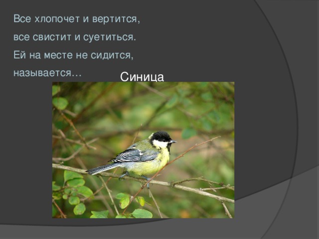 Все хлопочет и вертится, все свистит и суетиться. Ей на месте не сидится, называется… Синица