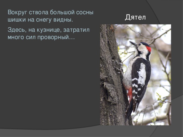 Вокруг ствола большой сосны шишки на снегу видны. Здесь, на кузнице, затратил много сил проворный… Дятел