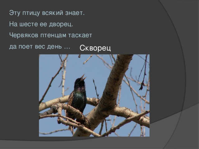 Эту птицу всякий знает. На шесте ее дворец. Червяков птенцам таскает да поет вес день … Скворец