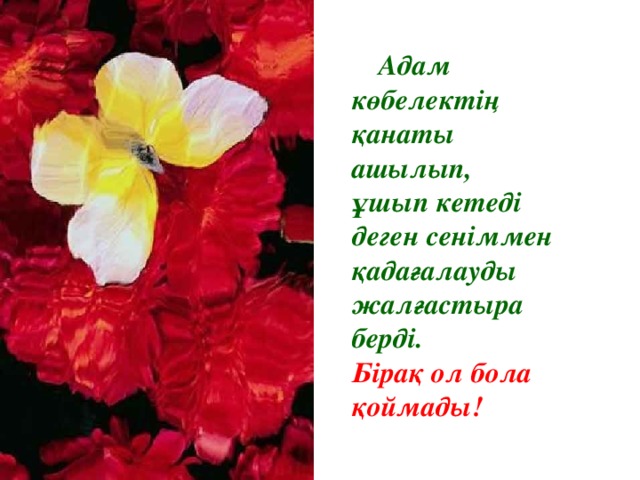 Адам көбелектің қанаты ашылып, ұшып кетеді деген сеніммен қадағалауды жалғастыра берді. Бірақ ол бола қоймады!