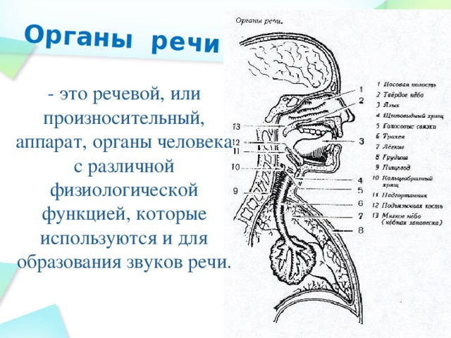 Органы речи картинка для детей