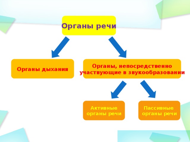 Органы речи Органы дыхания Органы, непосредственно участвующие в звукообразовании Активные Пассивные  органы речи органы речи