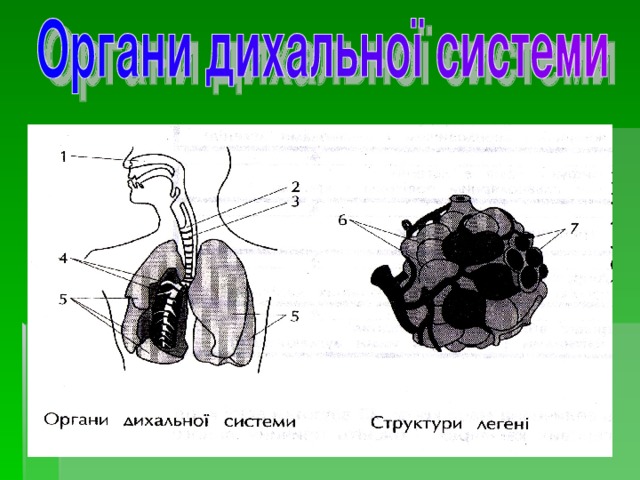 Зазначте, які структури позначені цифрами