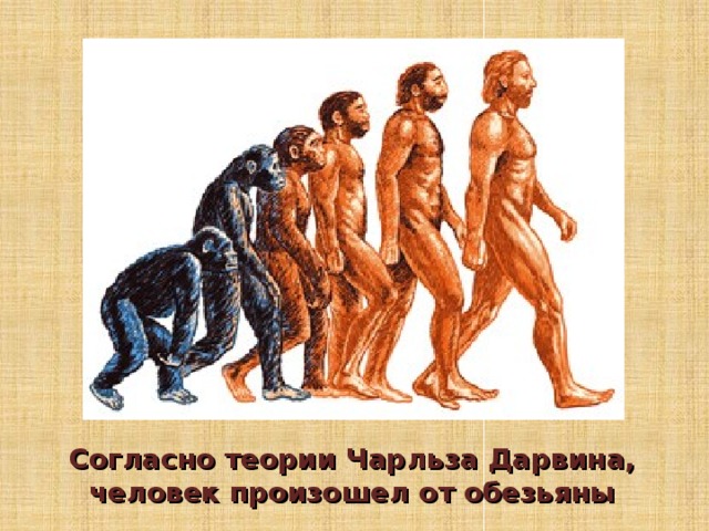 Согласно теории Чарльза Дарвина, человек произошел от обезьяны