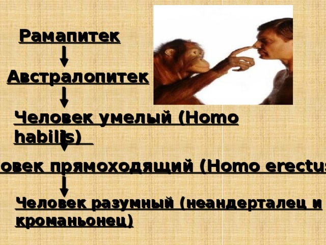 Рамапитек Австралопитек Человек умелый (Homo habilis) Человек прямоходящий (Homo erectus) Человек разумный (неандерталец и кроманьонец)