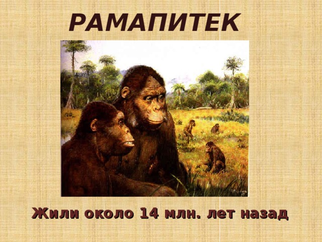 РАМАПИТЕК Жили около 14 млн. лет назад