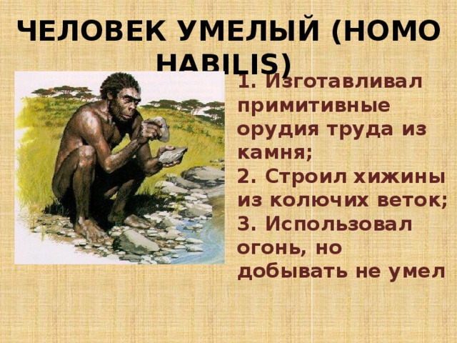 Человек умелый (HOMO HABILIS) 1. Изготавливал примитивные орудия труда из камня;  2. Строил хижины из колючих веток;  3. Использовал огонь, но добывать не умел