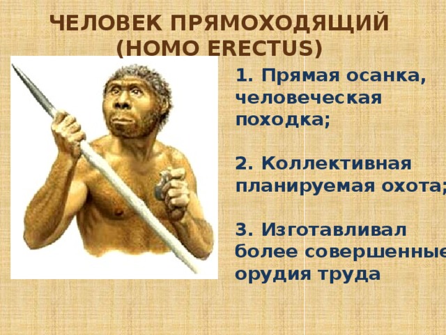 Человек прямоходящий (homo erectus) 1. Прямая осанка, человеческая походка;   2. Коллективная планируемая охота;   3. Изготавливал более совершенные орудия труда