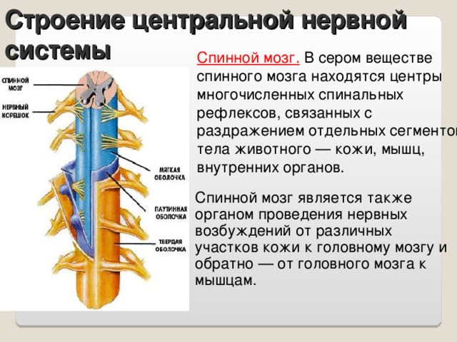 Строение центральной нервной системы Спинной мозг.  В сером веществе спинного мозга находятся центры многочисленных спинальных рефлексов, связанных с раздражением отдельных сегментов тела животного — кожи, мышц, внутренних органов. Спинной мозг является также органом проведения нервных возбуждений от различных участков кожи к головному мозгу и обратно — от головного мозга к мышцам.