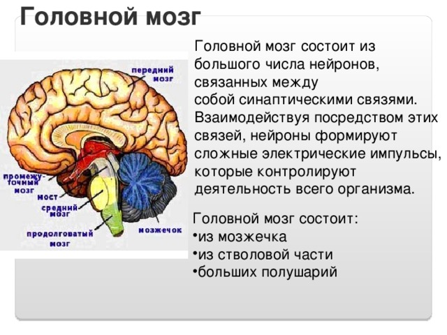 Из каких веществ состоит мозг. Строение головного мозга человека. Головной мозг момтоитиз. Из чего состоит мост головной. Мозг человека доклад.