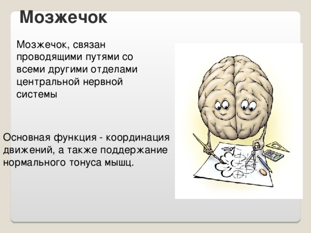 Мозжечок Мозжечок, связан проводящими путями со всеми другими отделами центральной нервной системы Основная функция - координация движений, а также поддержание нормального тонуса мышц.