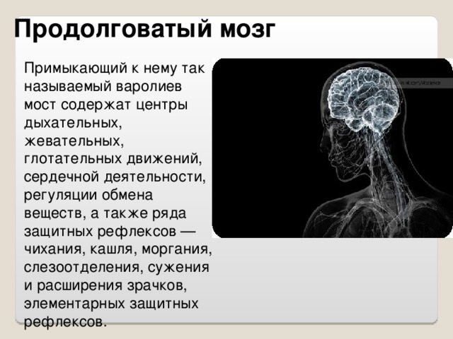 Продолговатый мозг Примыкающий к нему так называемый варолиев мост содержат центры дыхательных, жевательных, глотательных движений, сердечной деятельности, регуляции обмена веществ, а также ряда защитных рефлексов — чихания, кашля, моргания, слезоотделения, сужения и расширения зрачков, элементарных защитных рефлексов.